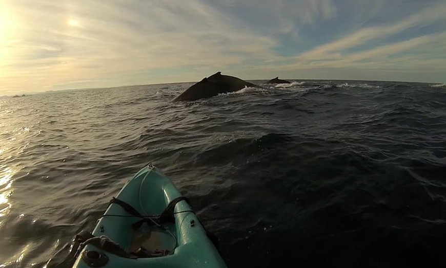 Image 11: The Byron Bay Sea Kayak Tour