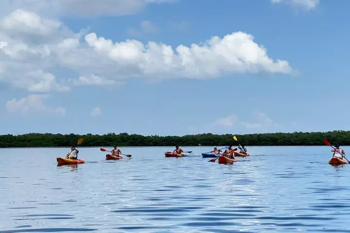 Exclusive Kayak Expedition: Exploring the Mangroves to Shell Key