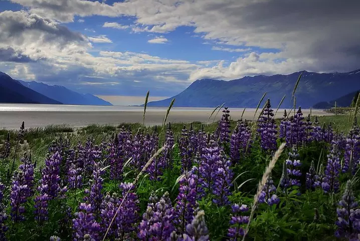 Wilderness, Wildlife, Glacier Experience from Anchorage