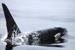 Vancouver Whale Watching Safari - Second Medium