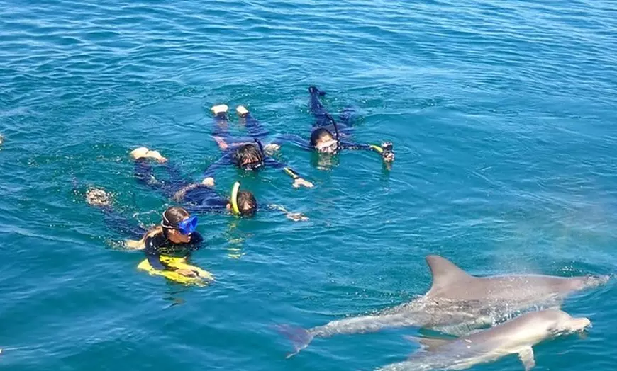Image 10: Swim with Wild Dolphins Day Tour