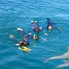 Image 9: Swim with Wild Dolphins Day Tour
