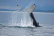 Hoonah Whale-Watching Cruise - Second Medium