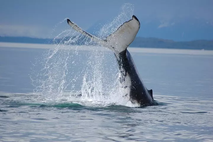 Hoonah Whale-Watching Cruise