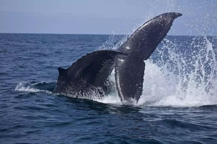 Supreme 2hr Whale/Dolphin Watching Newport Beach, 6 person max