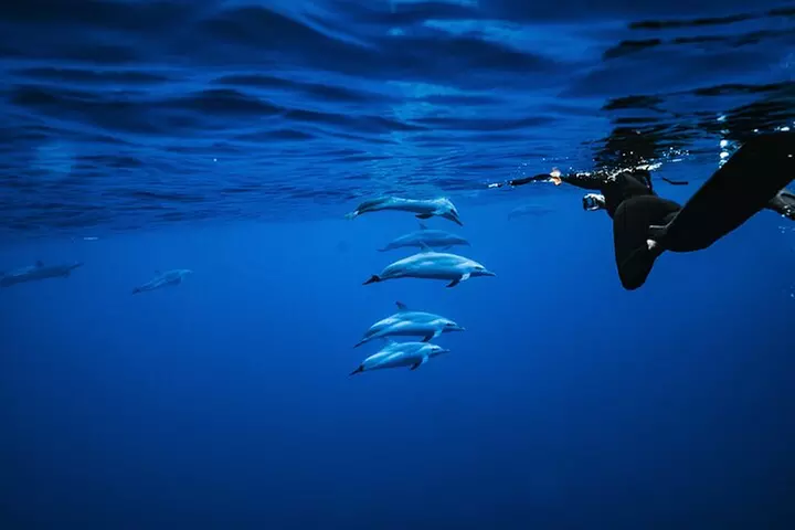 Oahu Swimming with Dolphins Speedboat Adventure