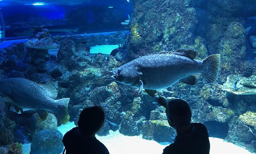 Image 9: Cairns Aquarium Dive with the Sharks