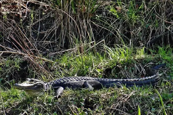 6 Passenger Private Bay Boat Swamp Tour - Primary Image