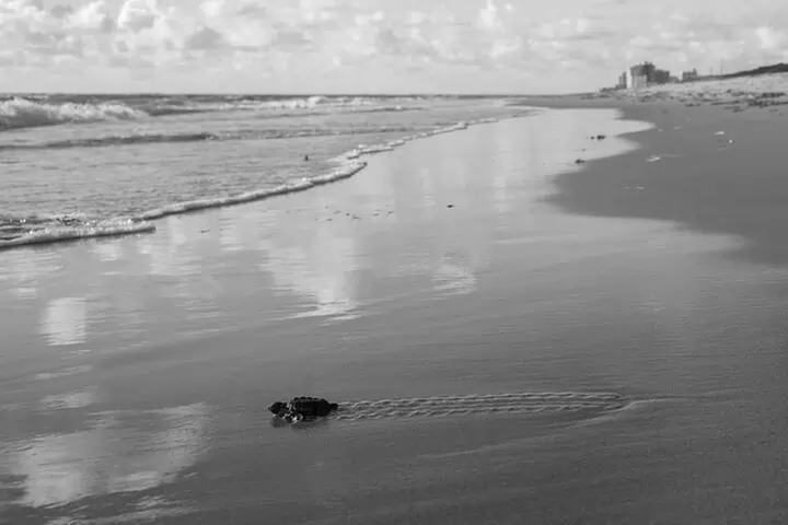 Evening Sea Turtle Hatchling Release - Primary Image