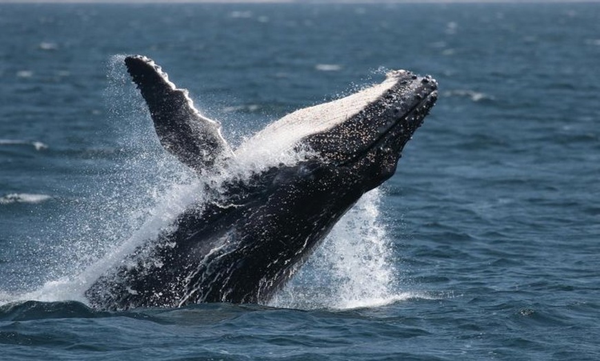 Image 10: Jervis Bay Whale Watching Tour