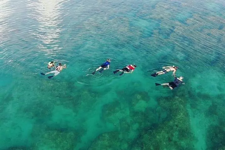 Key West Dolphin and Snorkel Experience