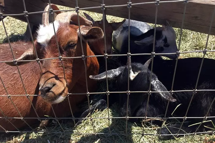 The Hood-Columbia Loop: Timberline, Orchards, and Waterfalls