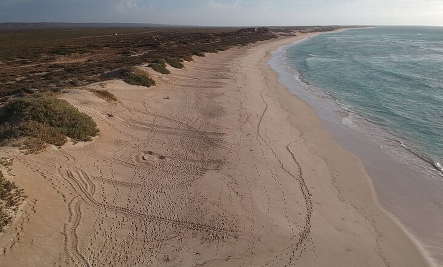 Image 7: Ningaloo Turtle Watching and Stargazing Tour