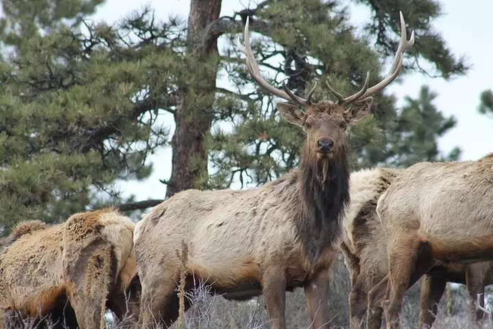 Small-Group Half-Day Tour Foothills of the Rockies from Denver
