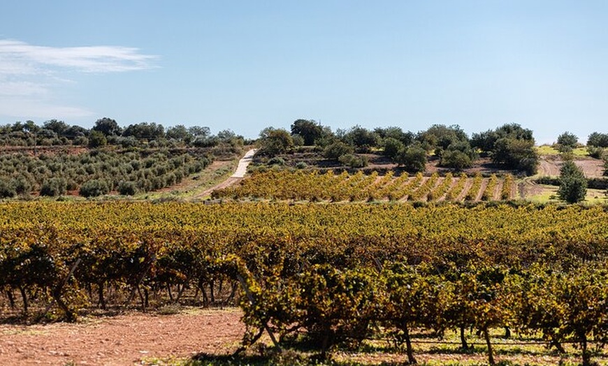 Image 2: Tour de Lujo en Priorat y Cata de Vinos Con Almuerzo