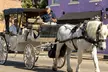 Private Evening Historic Carriage Tour in Charleston - Second Medium