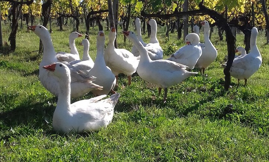 Image 14: Degustazione di vini di Casa Emma