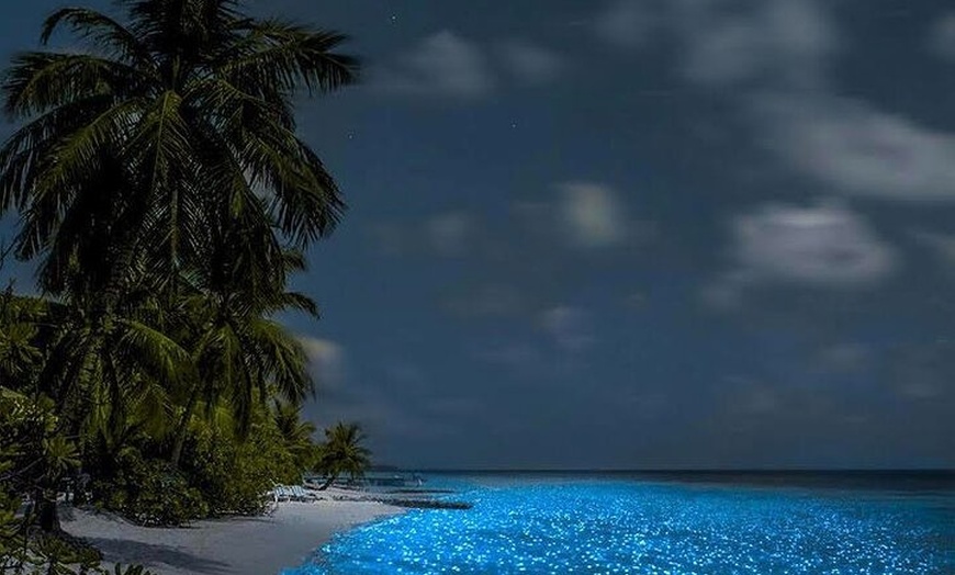 Image 5: Holbox Bioluminescence Private Tour by Golf Cart