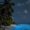 Image 5: Holbox Bioluminescence Private Tour by Golf Cart