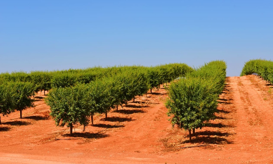 Image 4: ✈ ALGARVE | Faro - Les secrets cachés de l'Algarve et de l'Alentejo...