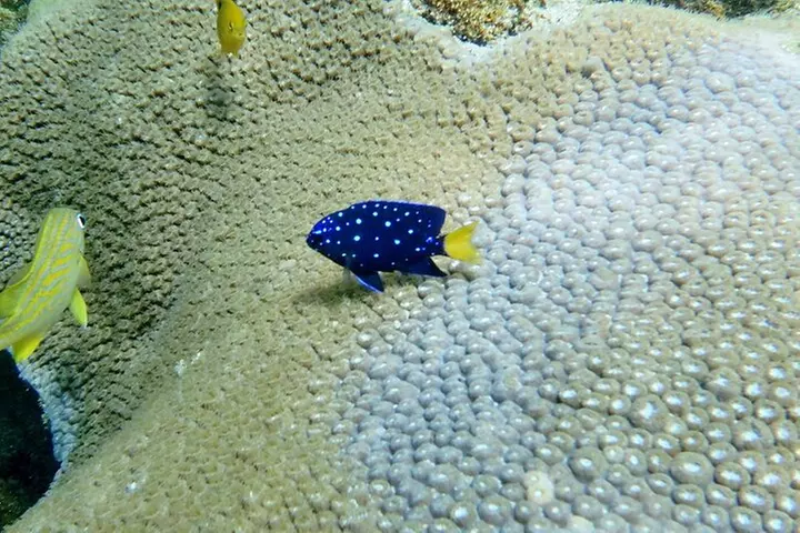 Guided Snorkel Experience in Fort Lauderdale