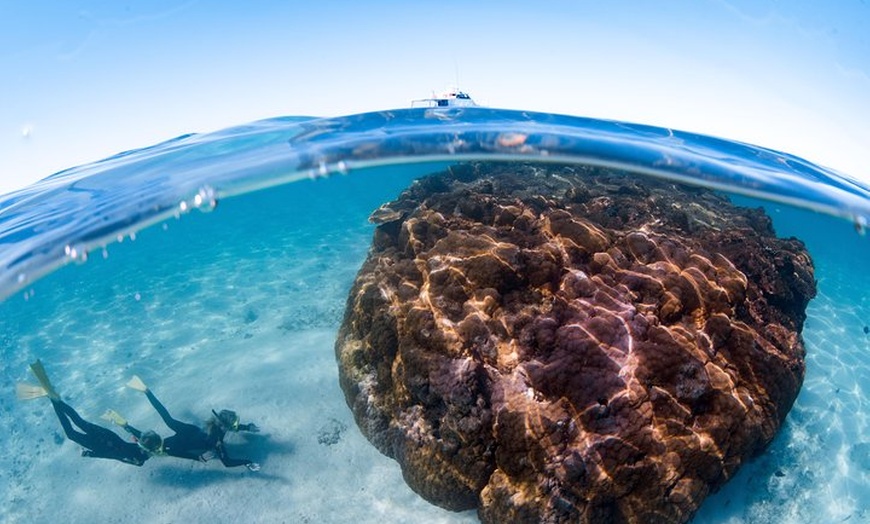 Image 13: Swim with Whale Sharks in the Ningaloo Reef: 3 Island Shark Dive