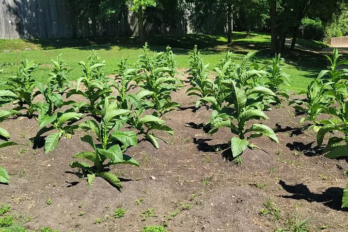 Full Day Historic Guided Tour to Jamestown and Yorktown with Lunch
