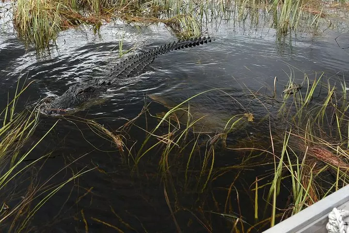 Florida Everglades Night Airboat Tour near Fort Lauderdale