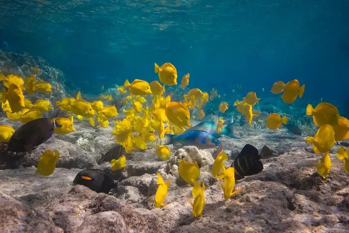 Kealakekua Bay Snorkeling Tour - 4 hour Kona Zodiac Adventure
