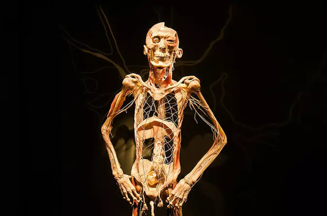 Bodies The Exhibition at the Luxor Hotel and Casino - Primary Image