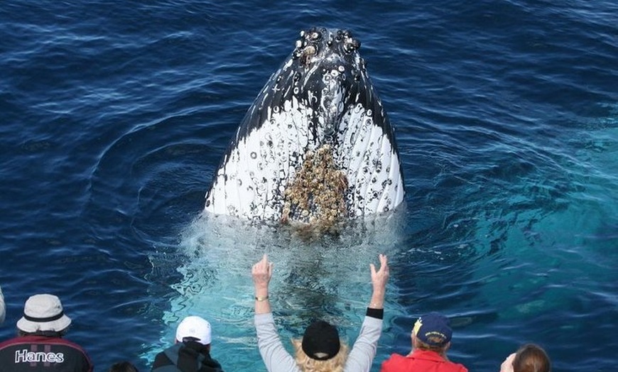 Image 1: Whale Watching Tour with Spirit of Gold Coast