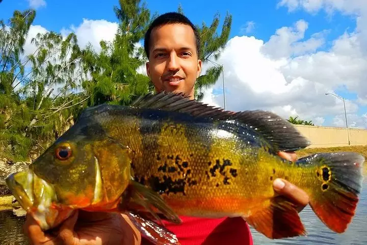 Peacock Bass Fishing Trips Near Miami Florida