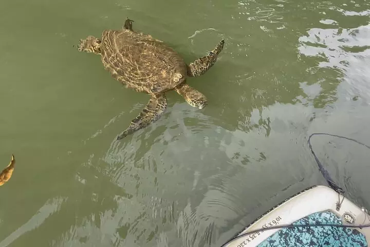 Haleiwa River Paddle Board Rental with Blue Planet Adventure Co.