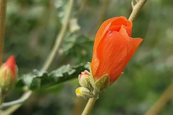 Exclusive: Happy Cactus Tour to Apache Trail & Superstition Mtn