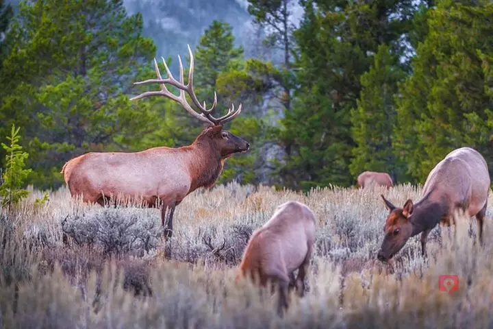 Self-Guided Audio Driving Tour in Yellowstone and Grand Teton