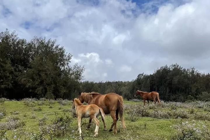Waipi'o on Horseback: Mountain Ocean Views Working Cattle Ranch