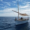 Image 10: Eco Charter Experience Palma