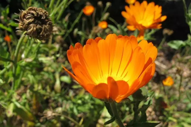 General Admission Tickets UC Botanical Garden at Berkeley - Primary Image