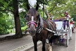 Central Park Horse Carriage Ride - Second Medium