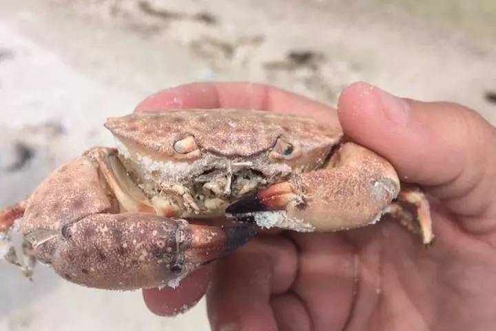 Marco Island 2 hour Dolphin, Birding and Shelling tour