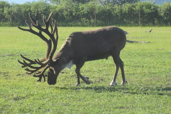 Portage Glacier Cruise and Wildlife Explorer Tour