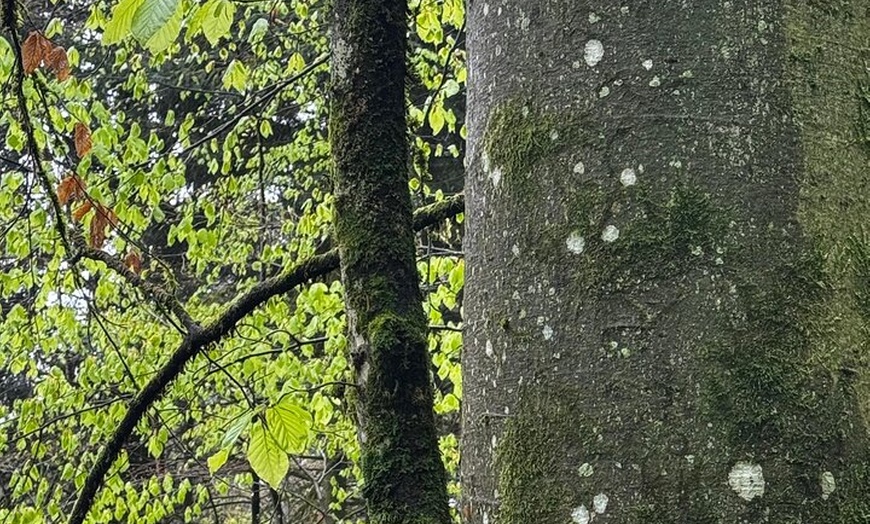 Image 8: Naturerlebnis Grüne Hölle mit köstlichem Überraschungsfinale