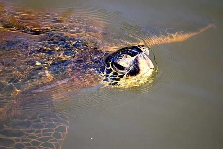 Private Stand up Paddle Lesson and Tour (for 1 or more paddlers)