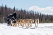 Dog Sledding Adventure in Willow, Alaska - Second Medium