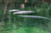 St. Johns River Cruise - Blue Spring State Park