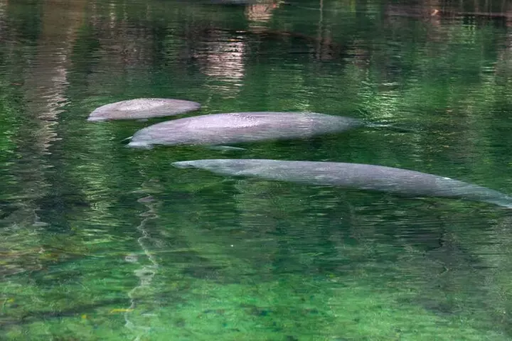 St. Johns River Cruise - Blue Spring State Park - Primary Image