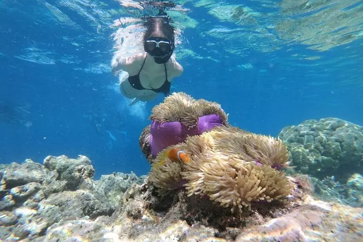Snorkel in the second largest reef in the world Colorful tour in Pu...