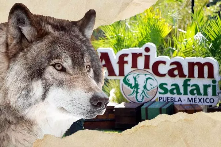 Tour Africam Safari in Puebla - Primary Image