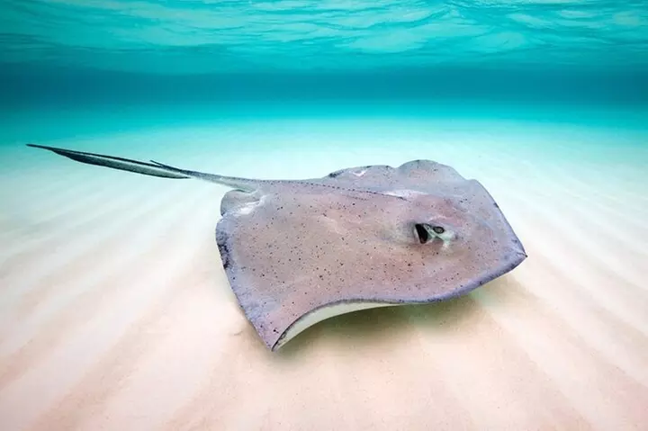 Key Largo Snorkeling Trips & Sandbar Tours - Second Medium