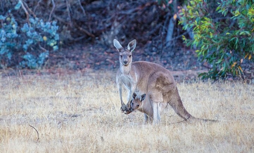 Image 17: Australian Animal Night Safari